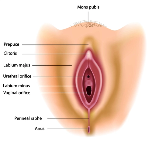 Genital Area